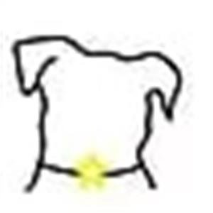 Centro Veterinário Estrela de Paços de Brandão